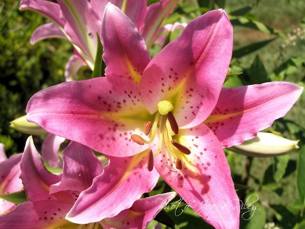 in the pink