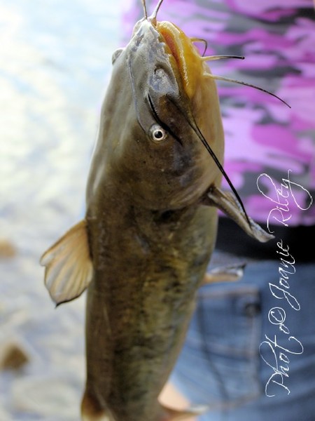 Silly lil catfish