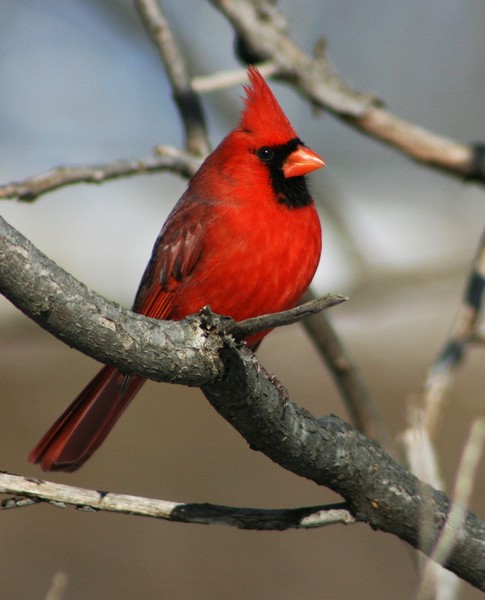 Red Bird
