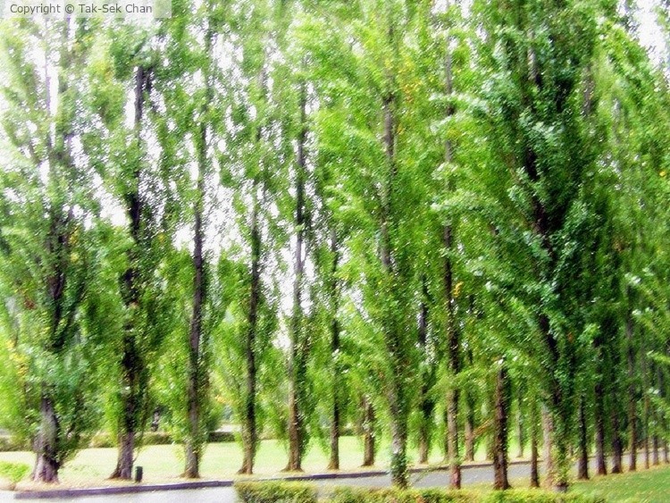 A Memorial Park, Berlin, Germany, 09-17-2019