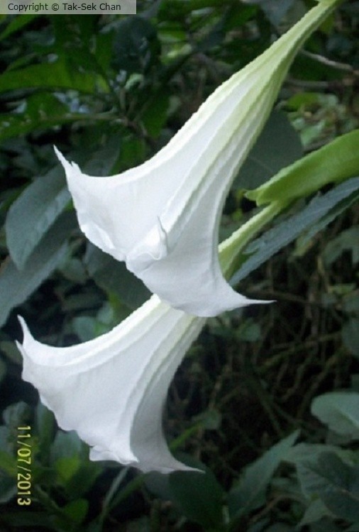 Angels' Trumpet (Brugmansia sp.), Taiwan, 11-07-2013