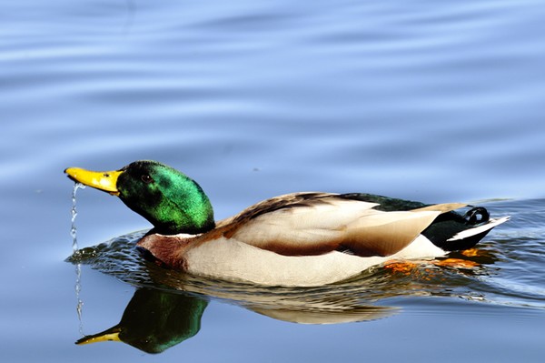 Male Mallard