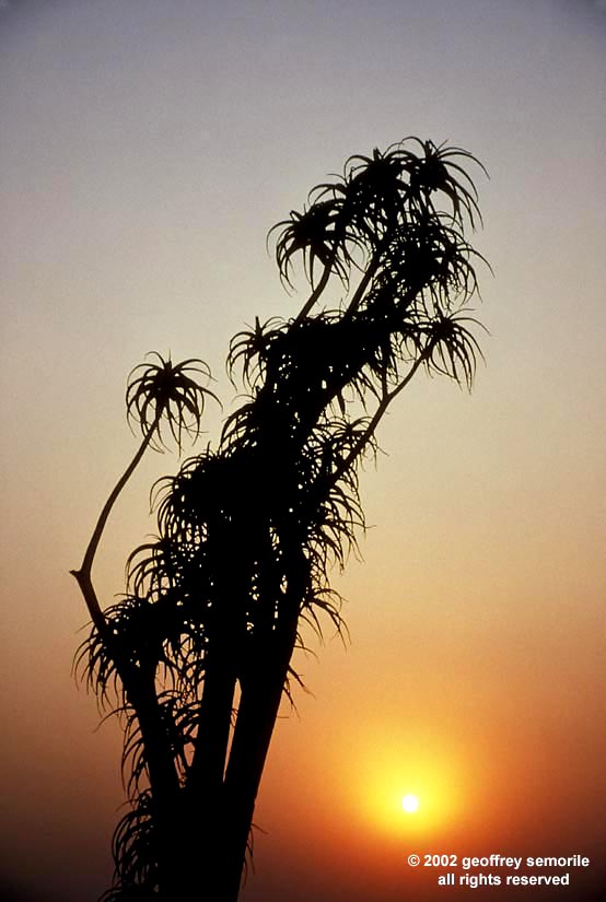 DR. SUESS SUNSET