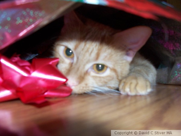 Kitten Christmas 1