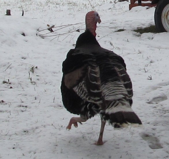 turkey