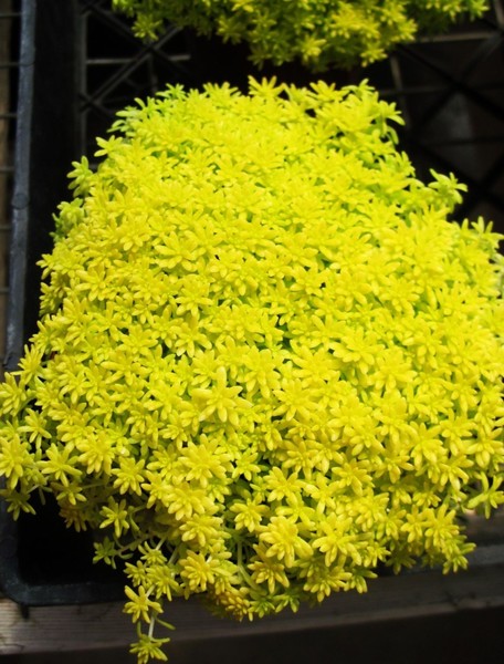 delicate yellow