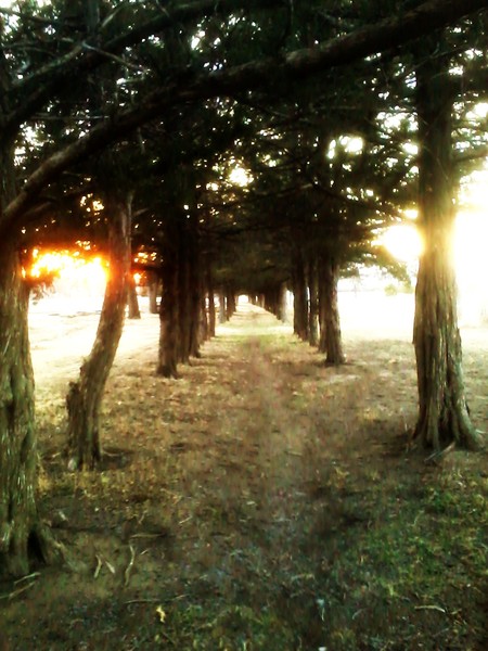 Burning Forest