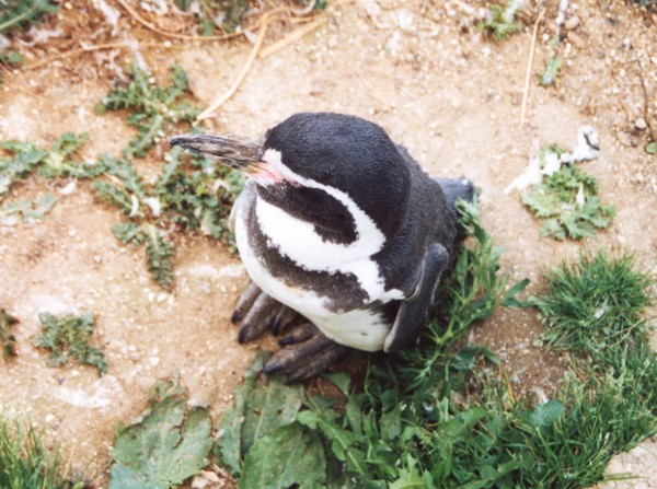 Penguin