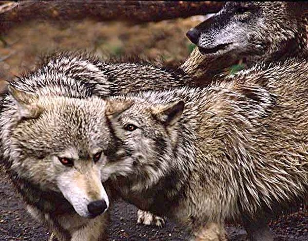 The Gathering