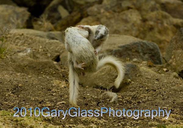 Flying Ninja Squirrels