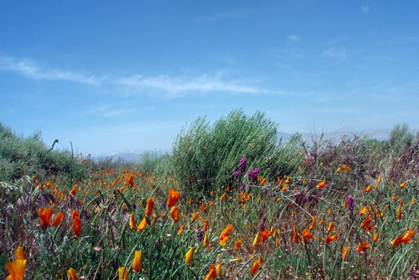 California Poppies
