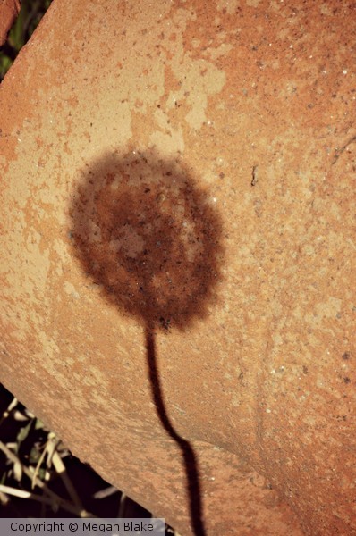 Dandilion