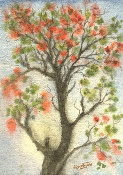 Palash