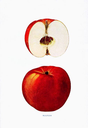 Apples Mcintosh