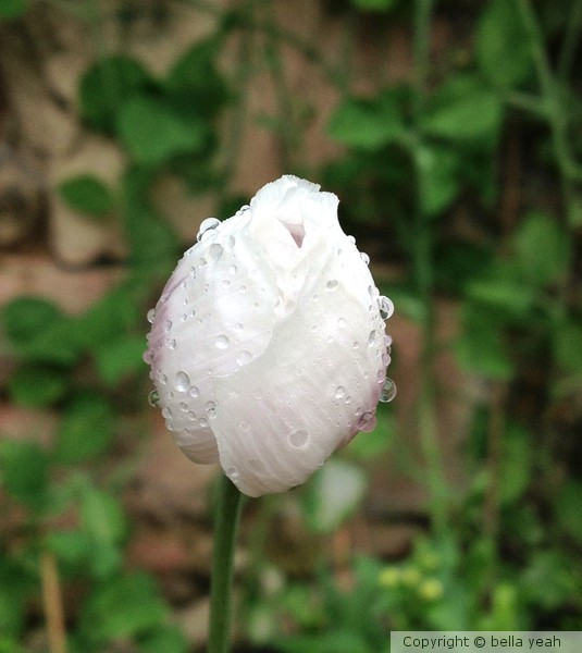 mother-of-pearl poppy