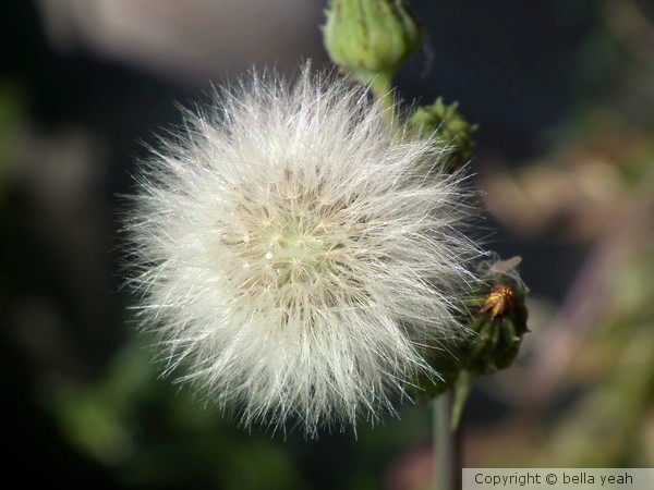 fluff!