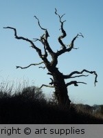 Spider.Tree