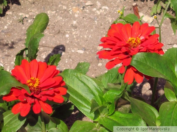 Flowers