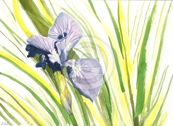 Iris