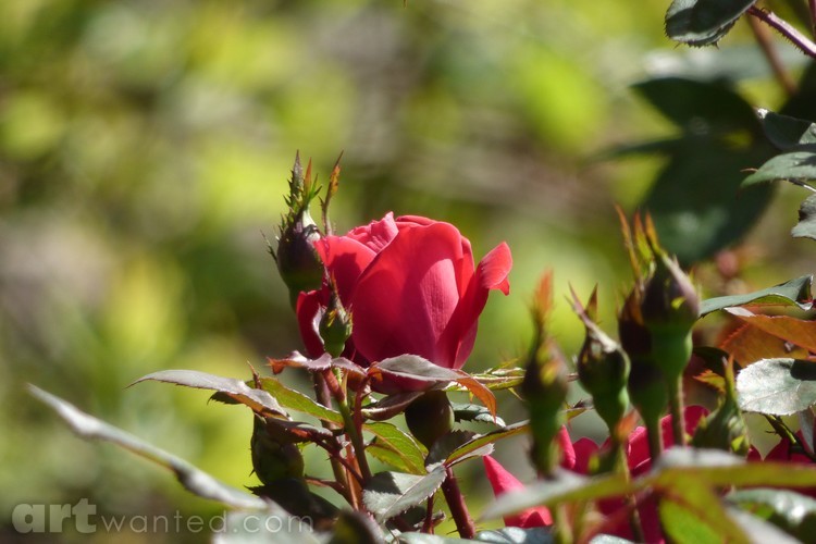 First Rose