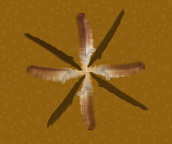 Four Winds Blow to Center