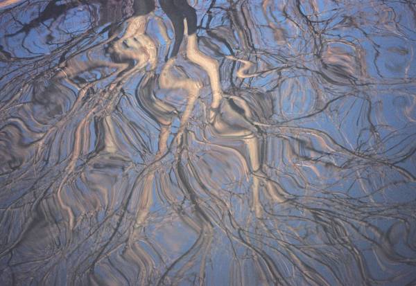 Granbury Tree Reflection 2