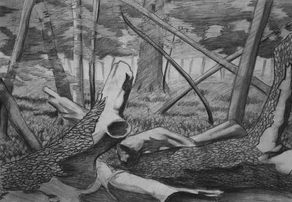 Fallen Trees