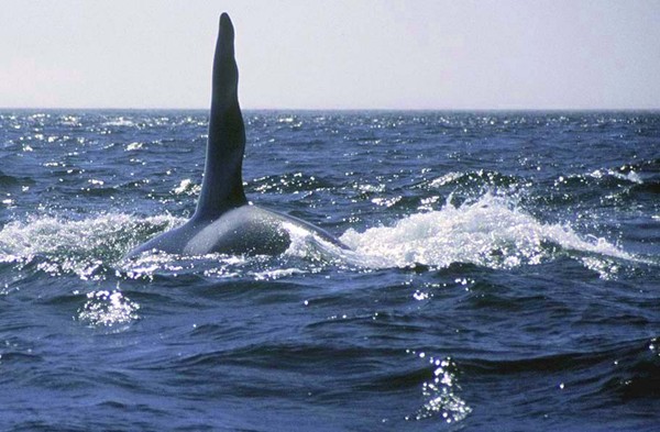 Stalking orca