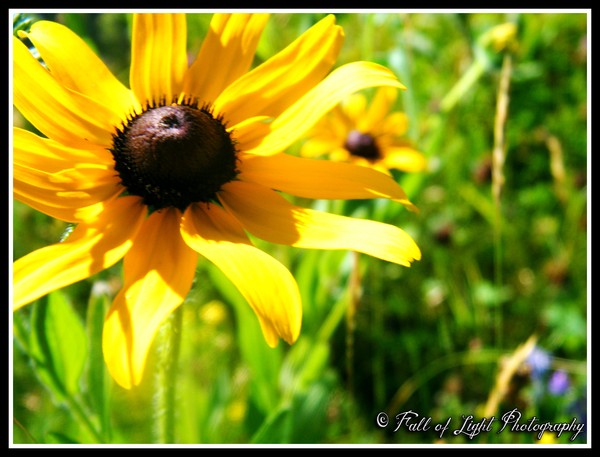 Fleur Soleil