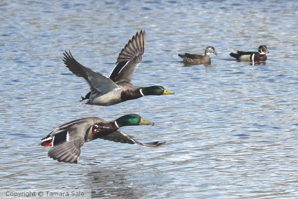 Mallards in Flight