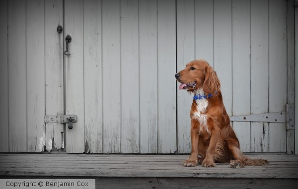 Harvey against a beach hut.