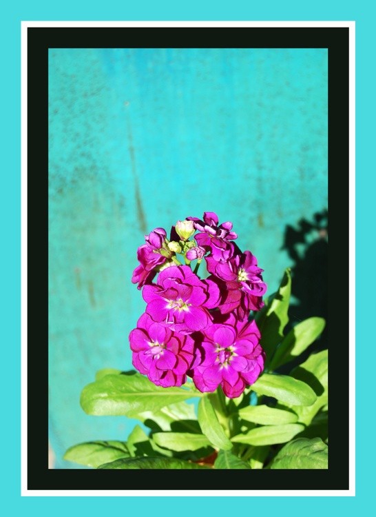 Purple and Turquoise