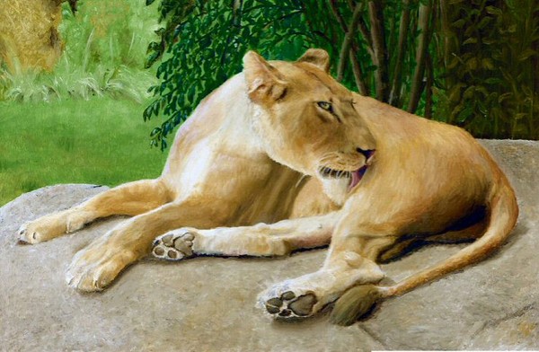 Lioness Resting
