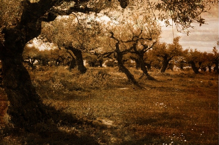 Olive Spring