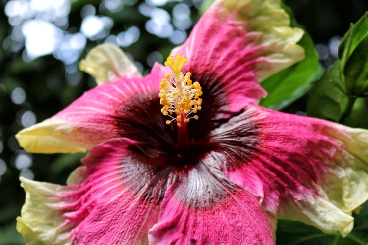 Karen Muro flower/flor