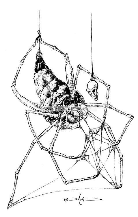 Ogre-faced Spider