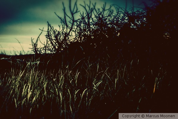 The Island #2