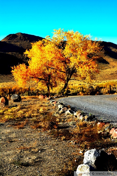 yellow tree 2