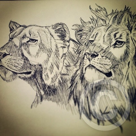 lions