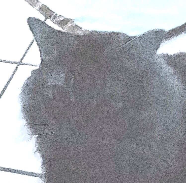 Purrfection