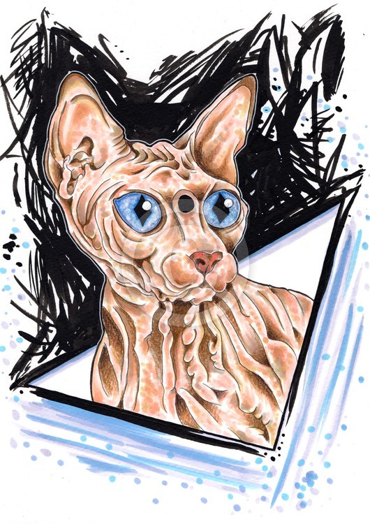 Sphynx Cat