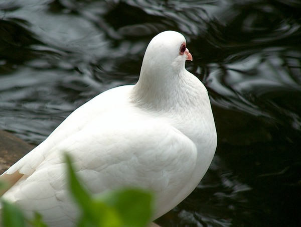 Purity