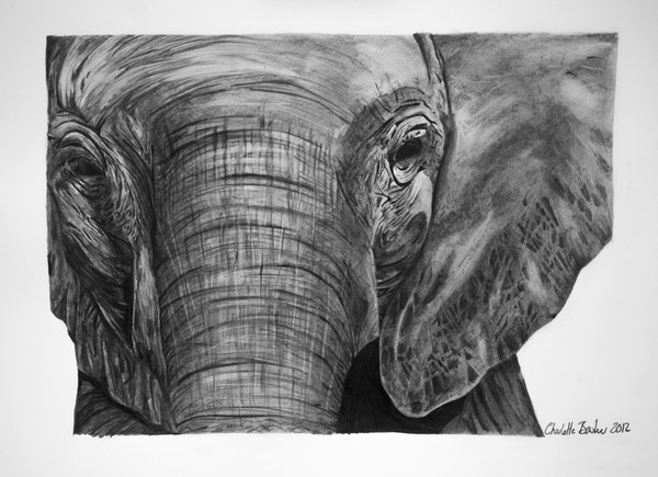 baby elephant