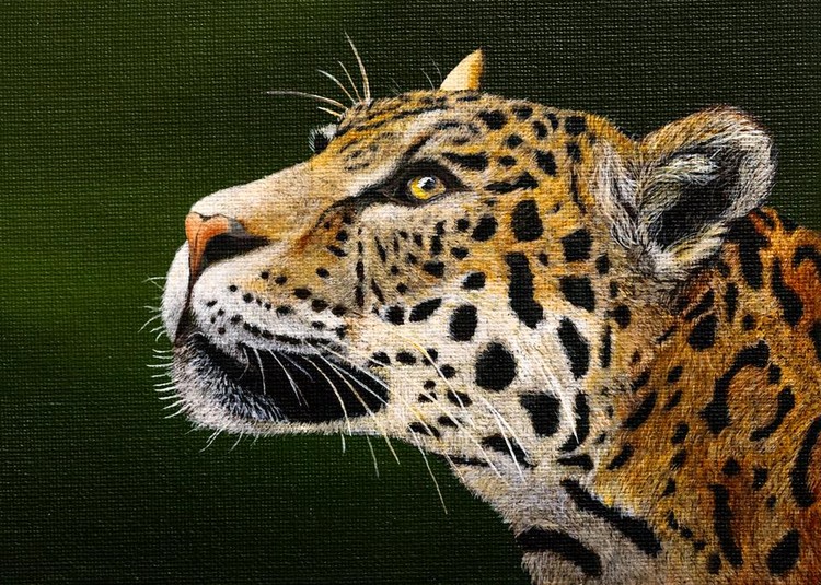 Jaguar