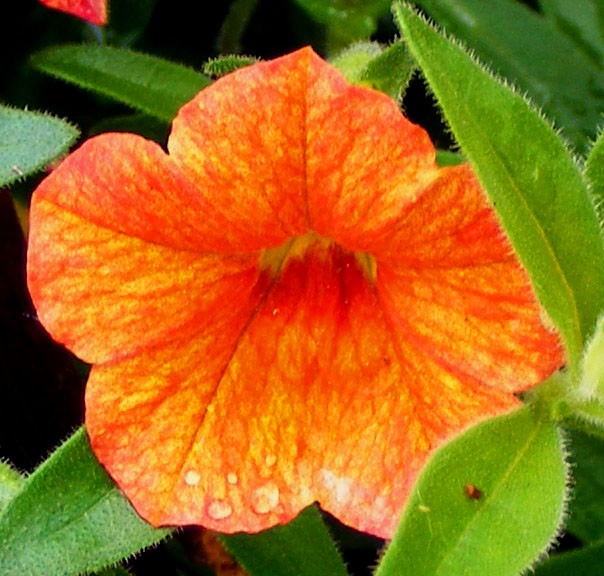Orange Blossom 1