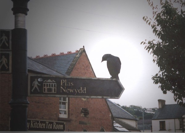 Bird