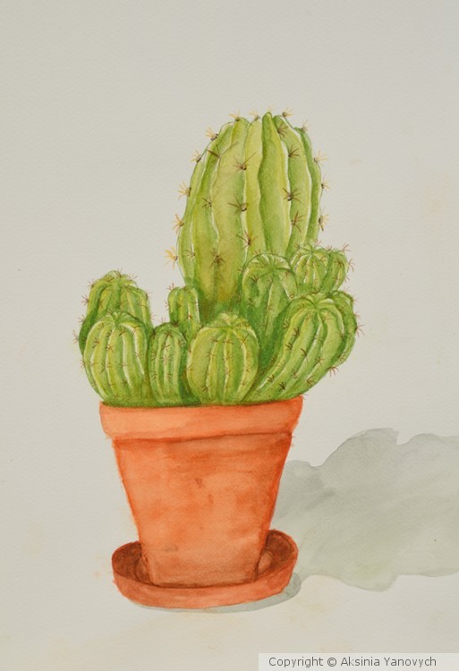 Cactus
