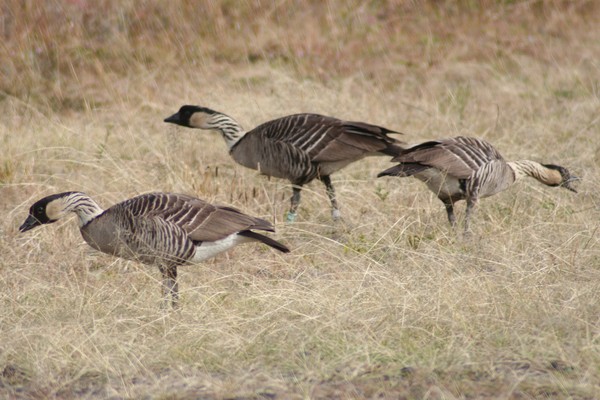 Three Nene Birds