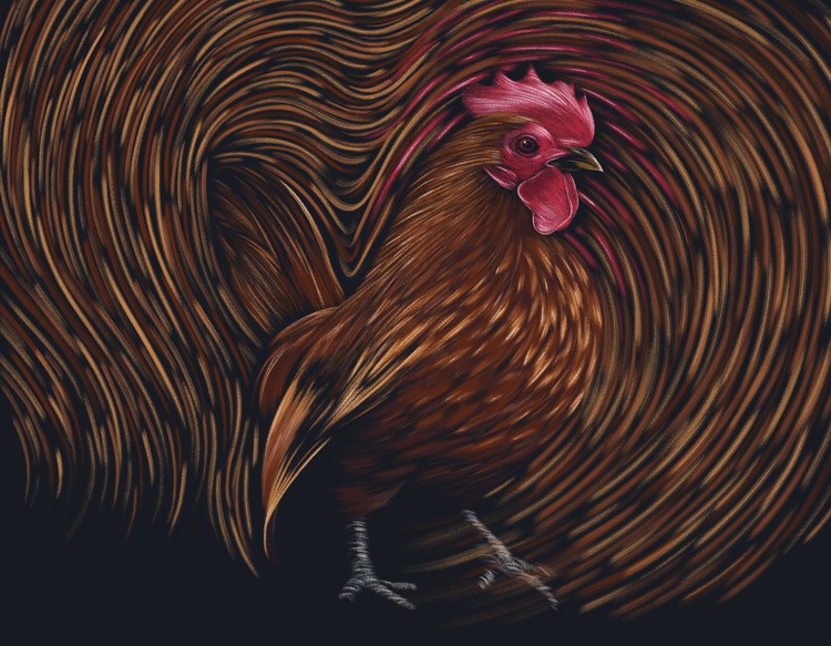 rooster