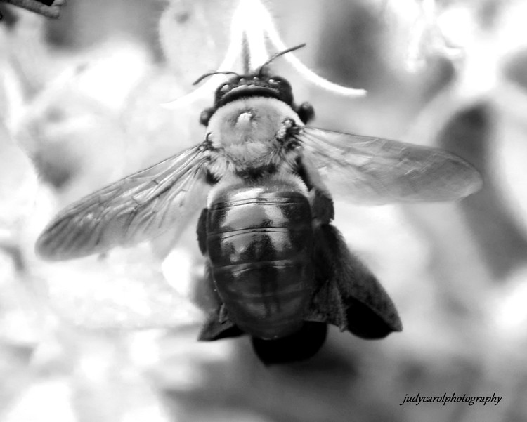 me and the bee br0016-004